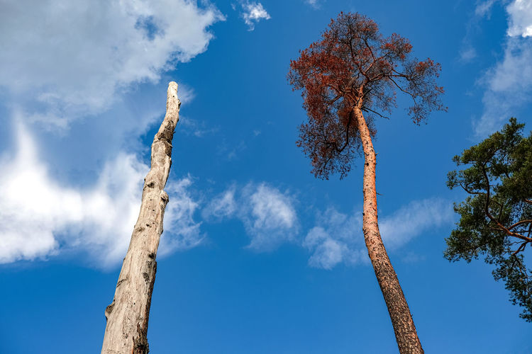 Low angle view of tree against blue sky