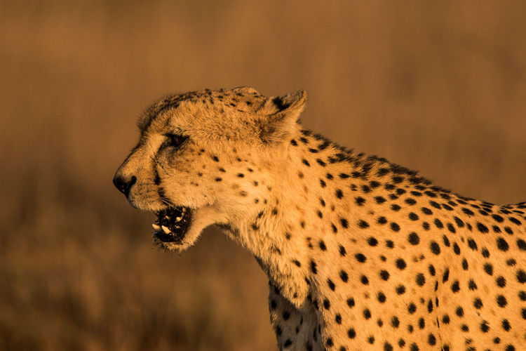 Cheetah looking away in zoo