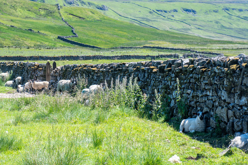 View of sheep on grassy field