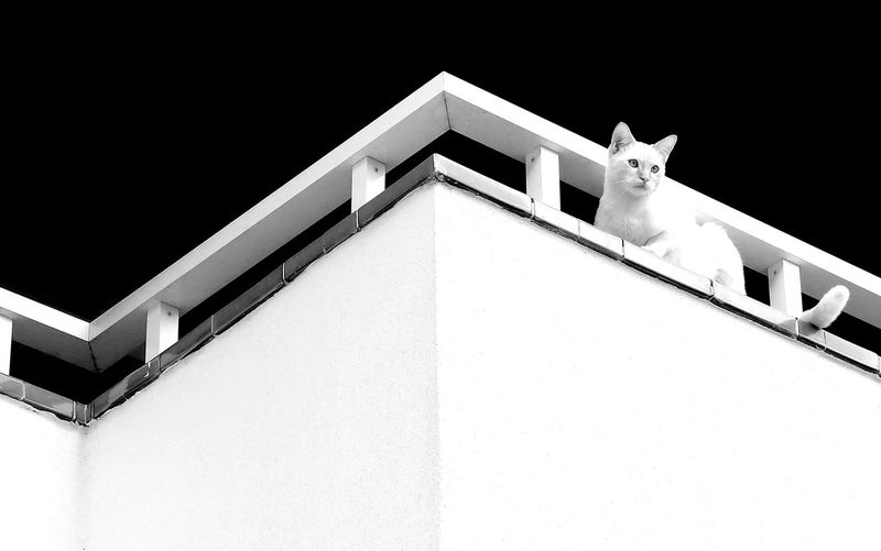 Low angle view of cat on building against black background