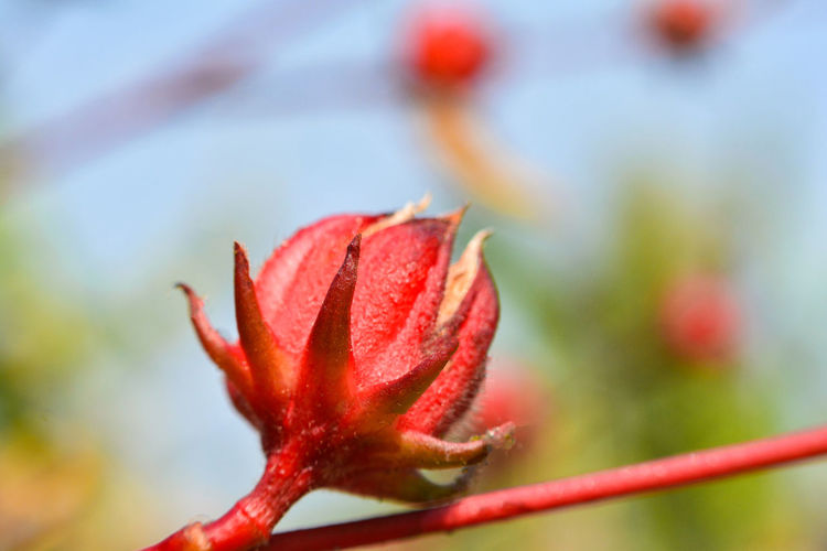 Close-up of red flower bud