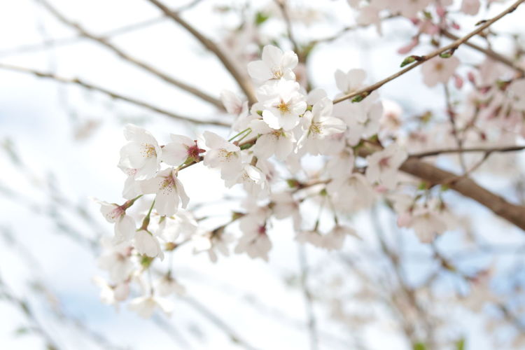 Close-up of white cherry blossom tree