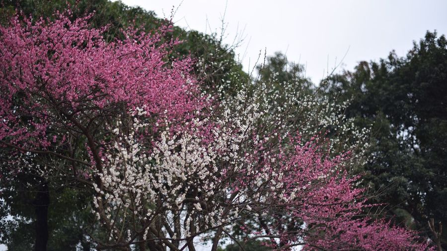 Close-up of pink flower tree against sky