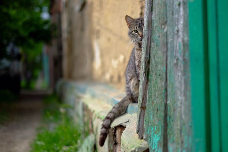 Portrait of cat relaxing in wall
