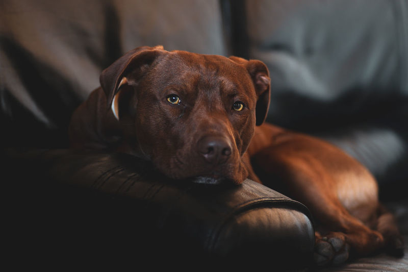 Close-up portrait of dog lying on sofa