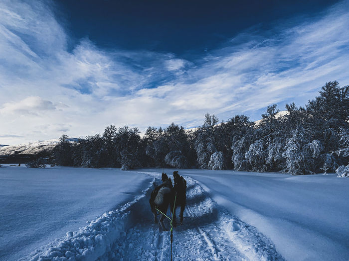 Husky riding, sledding in snow against blue sky