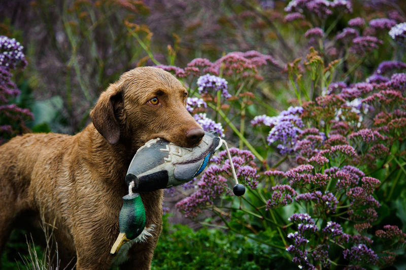 Chesapeake bay retriever carrying toy in mouth
