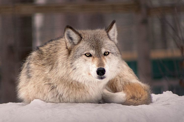 Gray wolf at wildlife refuge