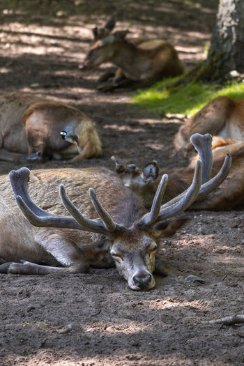 Deer resting on a field