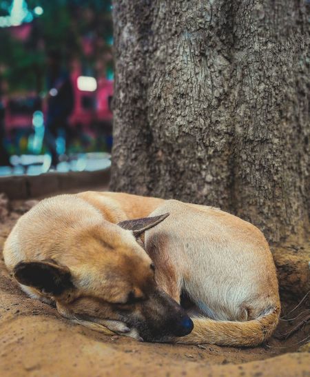 Dog sleeping on tree trunk