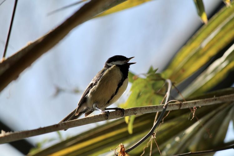 Low angle view of bird perching on branch