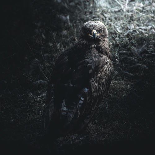 Close-up of eagle on field