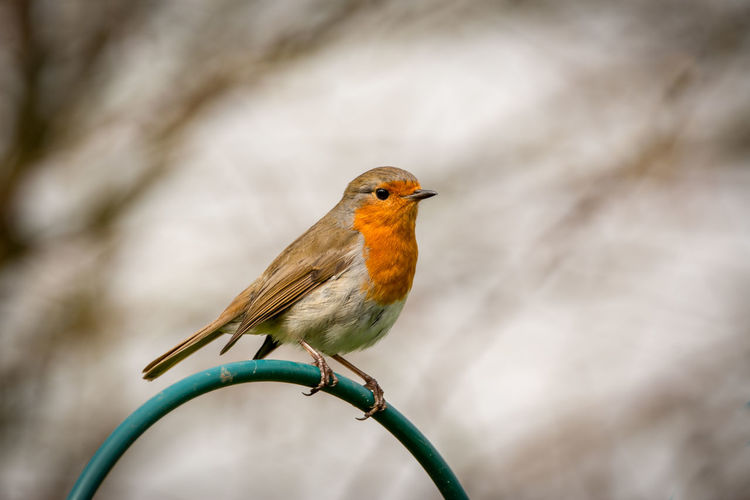 Robin of bird perching