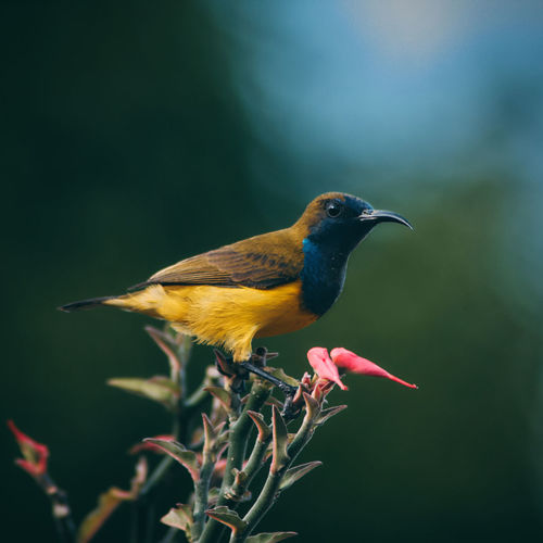 Sunbird on a flower