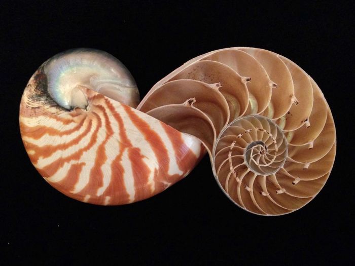 Close-up of animal shell