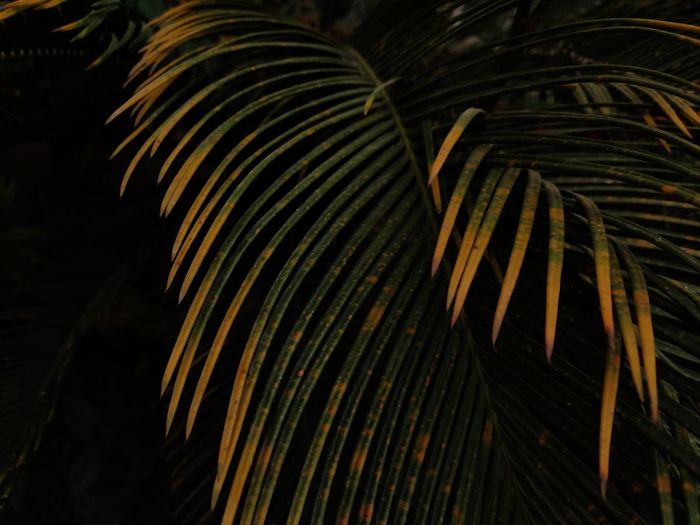 Close-up of palm tree leaves at night