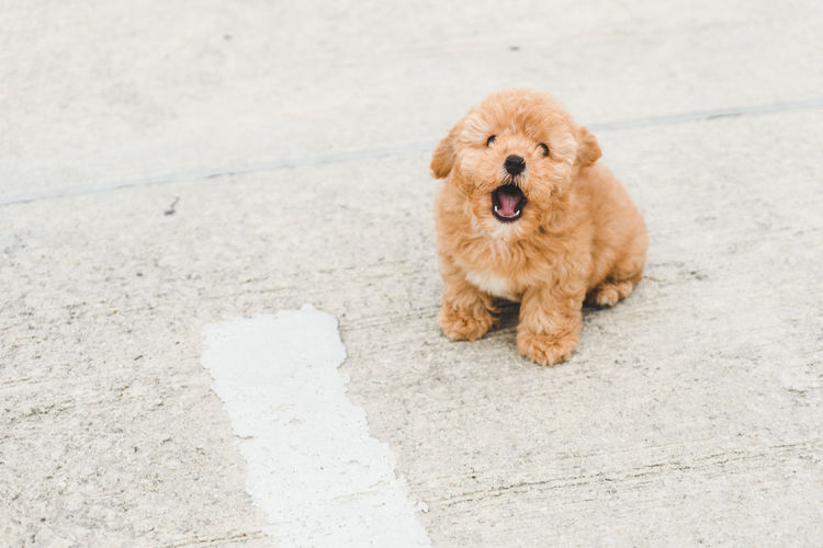 Brown puppy poodle yawning on floor