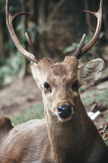 Close-up portrait of deer