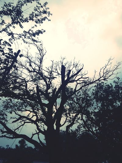 Low angle view of silhouette tree against sky