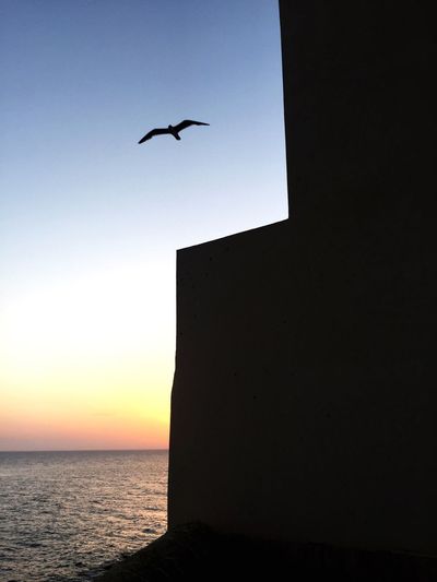 Low angle view of silhouette bird flying over sea against sky