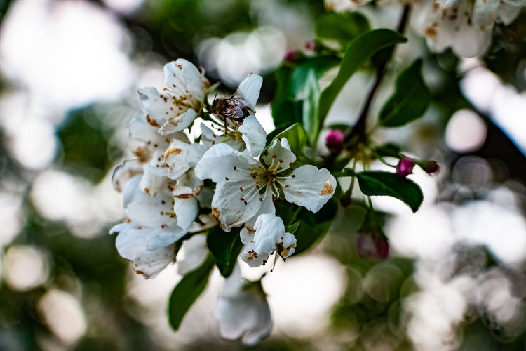 Close-up of cherry blossoms on tree