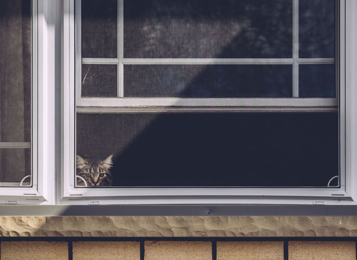 Cat by window