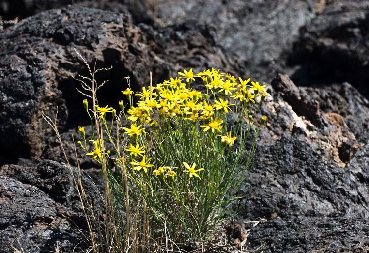 Close-up of plant growing on rocks