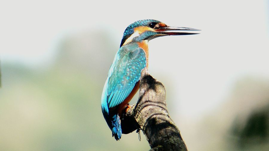 Close-up of kingfisher perching on branch