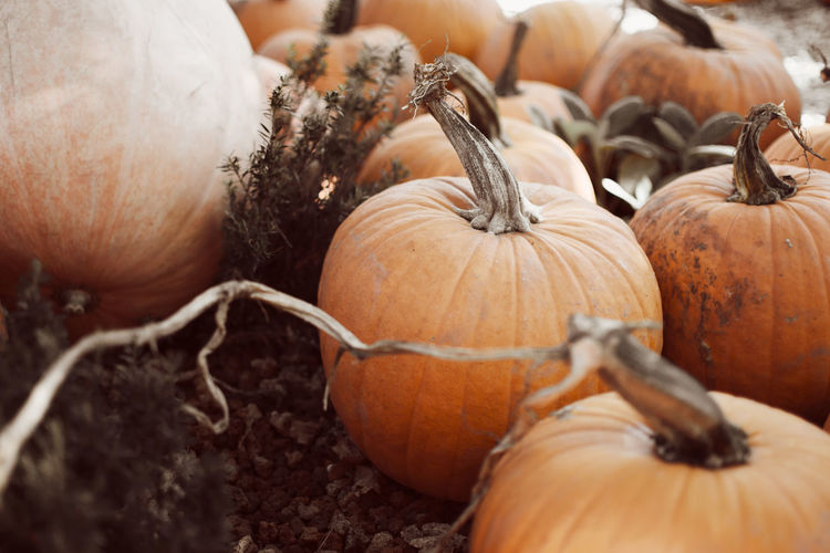 Close-up of pumpkins in market field