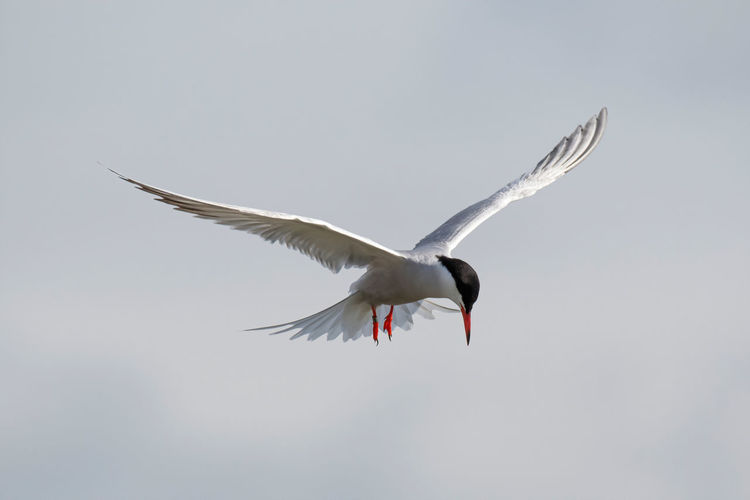 Low angle view of bird flying in sky