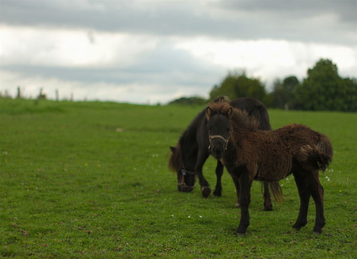 Foal and horse on grassy field against cloudy sky