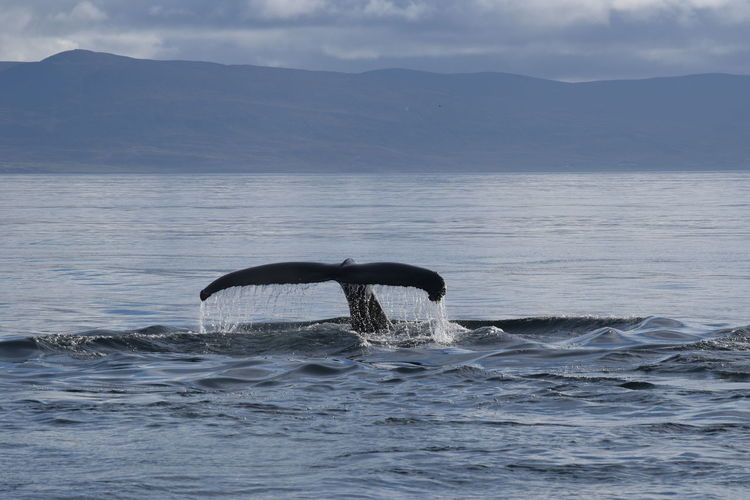 Humpback whale swimming in sea