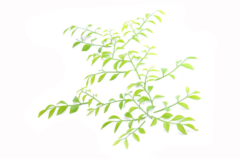 Close-up of leaves against white background