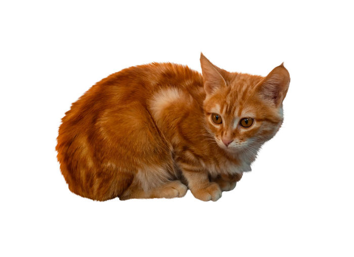Close-up of ginger cat against white background