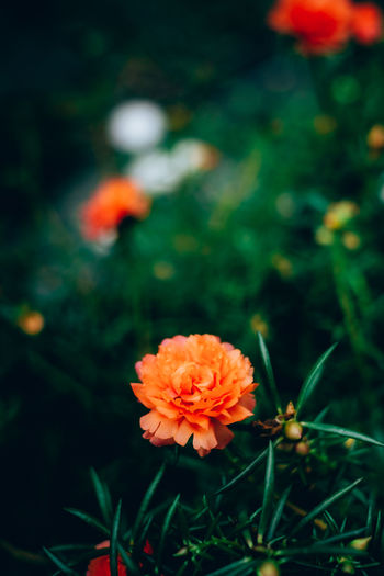 Close-up of orange flower on field