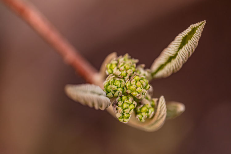 An isolated bud with new leaves exposed in spring