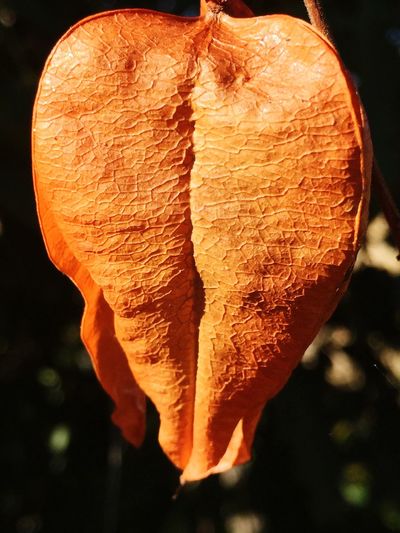 Close up of orange