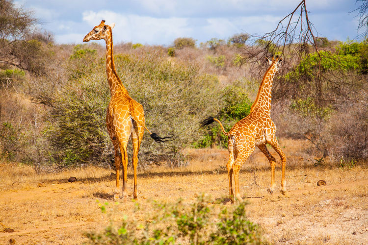 Giraffes on field at tsavo east national park