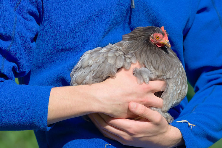 Vibrant blue fleece background as young teenage man holds his pet grey pekin bantam hen chicken