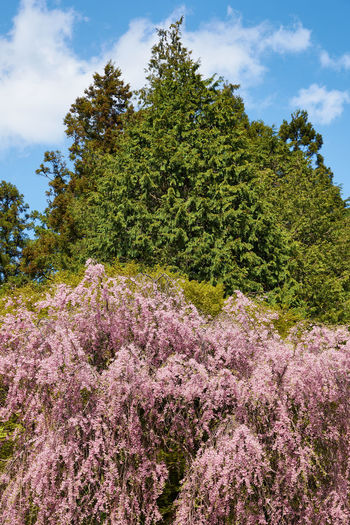 Low angle view of pink flowering trees on field against sky