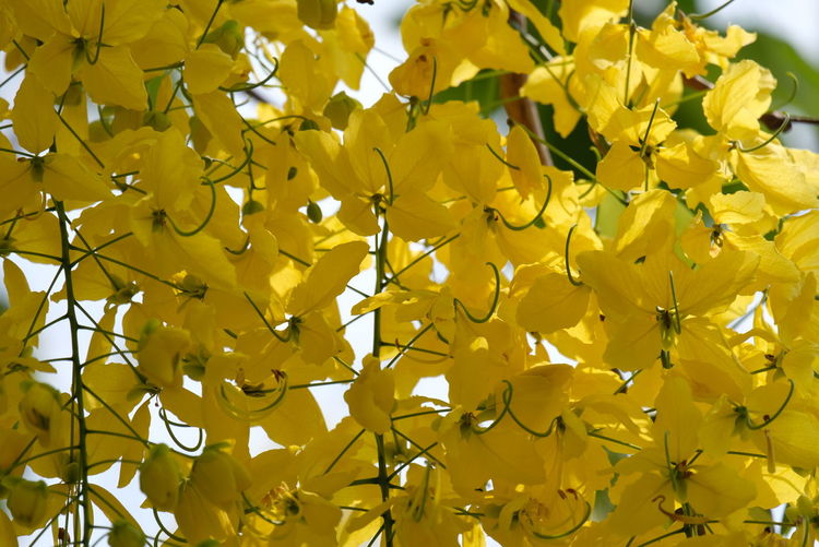 Low angle view of yellow flowering plants