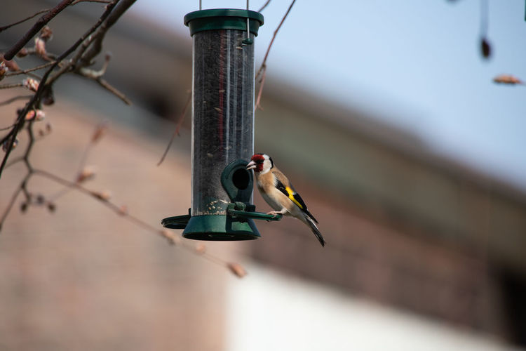 Goldfinch sits at the feed column and feeds