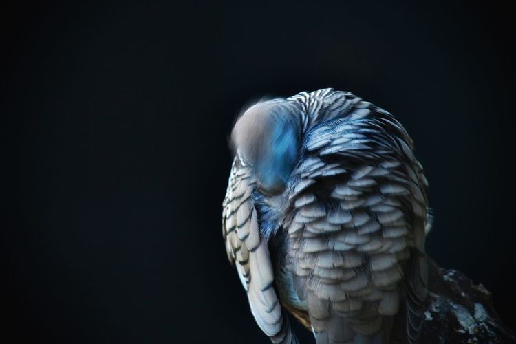 Close-up of eagle