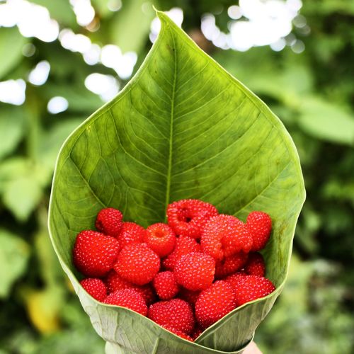 Close-up of fresh juicy raspberries in leaf outdoors