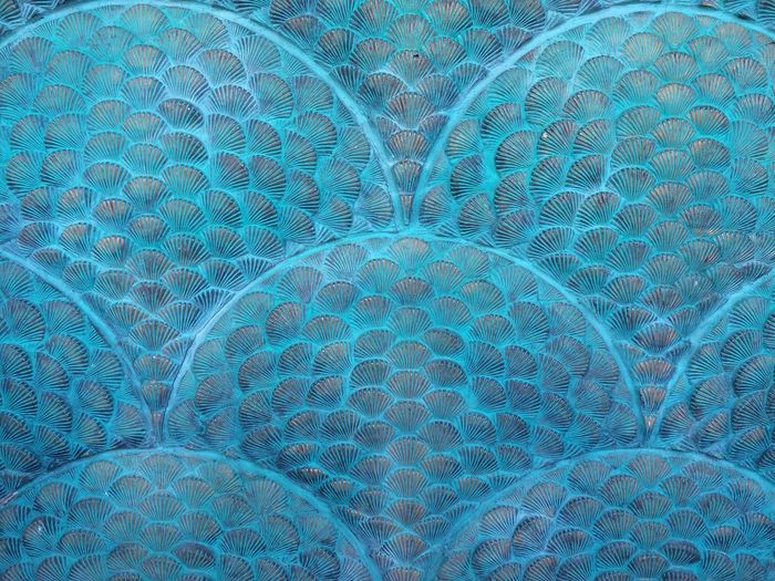 Full frame shot of shell pattern