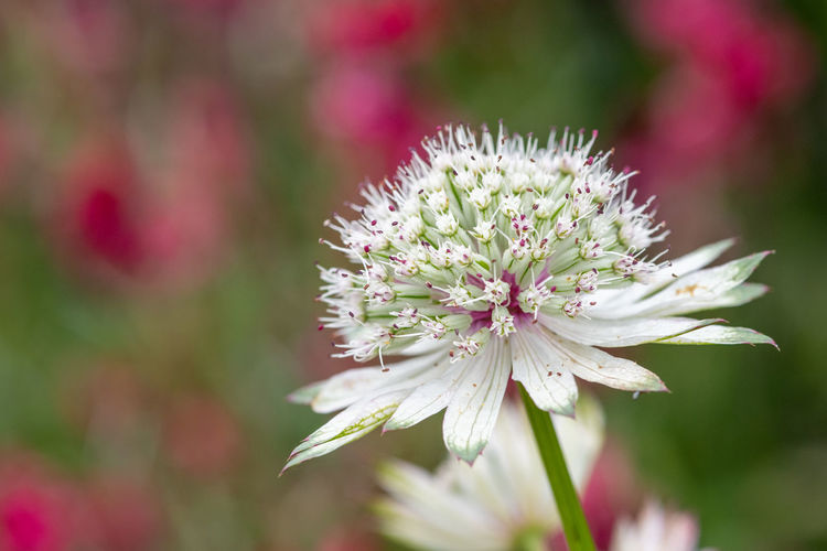 Close-up of purple flowering plant