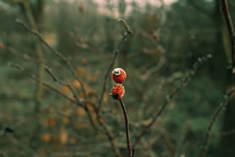 Close-up of cherry growing on plant