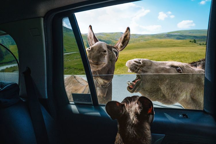 French bulldog in car looking at funny donkeys against mountain in summer