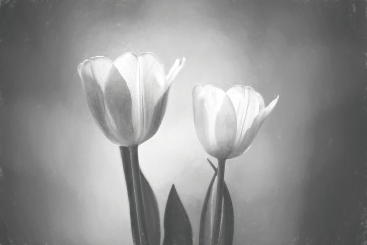 Close-up of crocus blooming outdoors