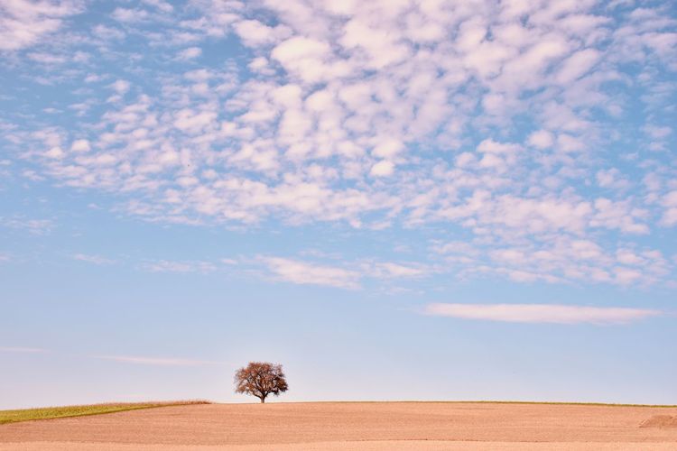 Single tree on field against sky